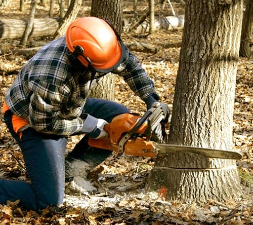 Tree Removal in Three Forks, MT